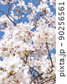桜 90256561