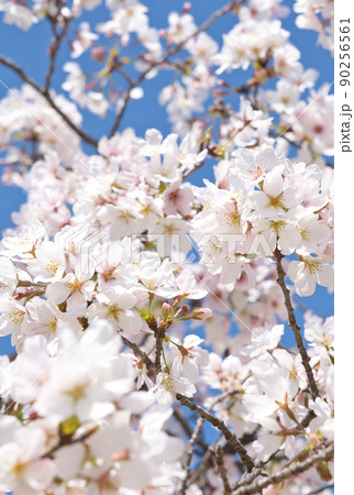 桜 90256561