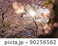 桜と空 90256562