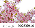 桜 90256910