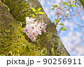 桜と木 90256911