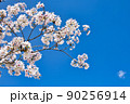桜と青空 90256914
