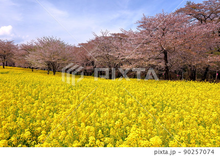 群馬県前橋市苗ヶ島町 赤城南面千本桜の菜の花畑とソメイヨシノ並木 群馬県前橋市苗ヶ島町 赤城南面千本桜の菜の花畑とソメイヨシノ並木 90257074