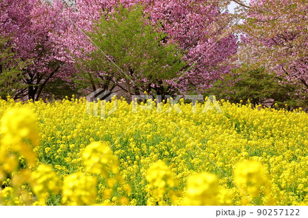 群馬県前橋市苗ヶ島町 赤城南面千本桜の菜の花畑と八重桜の紅豊 群馬県前橋市苗ヶ島町 赤城南面千本桜の菜の花畑と八重桜の紅豊 90257122
