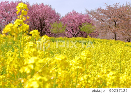 群馬県前橋市苗ヶ島町　赤城南面千本桜の菜の花畑と八重桜の紅豊 90257125