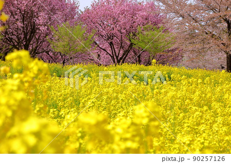 群馬県前橋市苗ヶ島町　赤城南面千本桜の菜の花畑と八重桜の紅豊 90257126