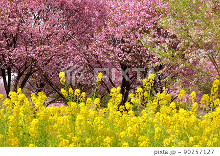 群馬県前橋市苗ヶ島町 赤城南面千本桜の菜の花畑と八重桜の紅豊 群馬県前橋市苗ヶ島町 赤城南面千本桜の菜の花畑と八重桜の紅豊 90257127