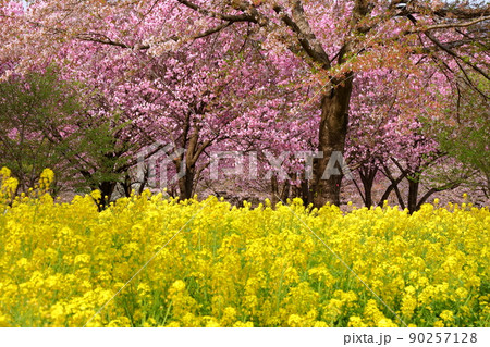 群馬県前橋市苗ヶ島町　赤城南面千本桜の菜の花畑と八重桜の紅豊 90257128