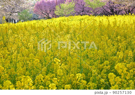 群馬県前橋市苗ヶ島町　赤城南面千本桜の菜の花畑と八重桜の紅豊 90257130