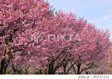 群馬県前橋市苗ヶ島町　赤城南面千本桜の八重桜紅豊 90257151