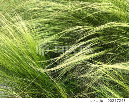 風になびくナギナタガヤ 90257243