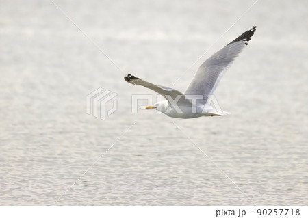 A Seagull in Alberta, Canada during the spring. 90257718