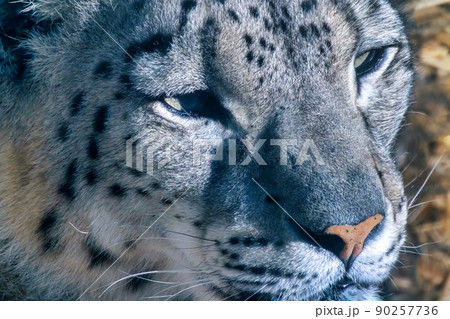 A close up to a Snow leopard A close up to a Snow leopard 90257736