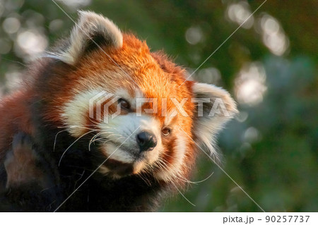 A close up to a red panda 90257737