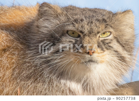 A close up of a Pallas's Cat face 90257738