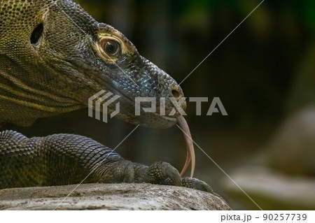 A close up to a Komodo dragon at night A close up to a Komodo dragon at night 90257739