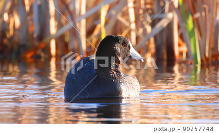 A close up to an American coot a mud hen or pouldeau bird, a bird of the family Rallidae. A close up to an American coot a mud hen or pouldeau bird, a bird of the family Rallidae. 90257748