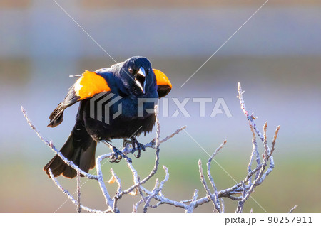 A Close up to a singing Red-winged blackbird or Agelaius phoeniceus at the beginning of Spring 90257911