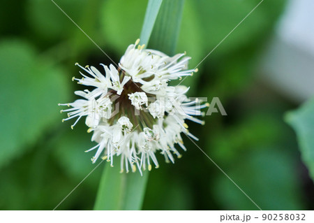 植物、行者ニンニクの花 有名なニンニク 寒冷地でしか栽培出来ない貴重なニンニク 植物、行者ニンニクの花 有名なニンニク 寒冷地でしか栽培出来ない貴重なニンニク 90258032