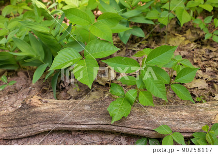High Angle Close up of a Patch of Poison Ivy Plants on a Sunny Day High Angle Close up of a Patch of Poison Ivy Plants on a Sunny Day 90258117
