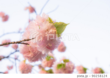 薄桃色の八重桜 薄桃色の八重桜 90258124