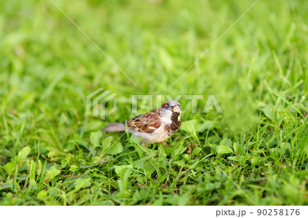 Sparrow on the grass meadow. Birds on wildlife. Sparrow on the grass meadow. Birds on wildlife. 90258176