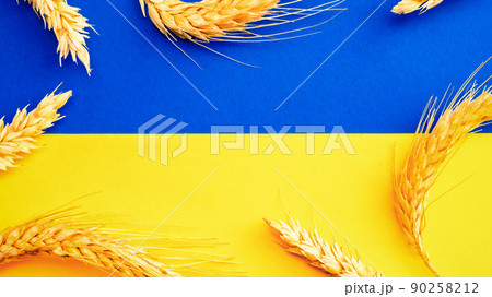 Ukrainian wheat grain symbol with rye ear isolated on blue yellow flag. Yellow blue banner background, flat lay, copy space. 90258212