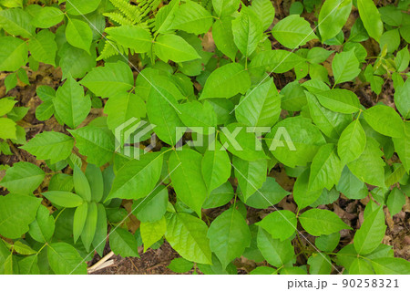 Directly Above Close up of a Patch of Poison Ivy Plants on a Sunny Day 90258321
