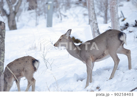 寒さ厳しい雪山で餌を探す野生の鹿（ニホンジカ） 90258403