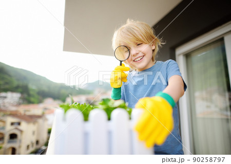 Cute preschooler boy is growing microgreens plants in a box on the balcony. Child is watching plants for magnifier on sunny summer day. Kitchen garden on your balcony. 90258797