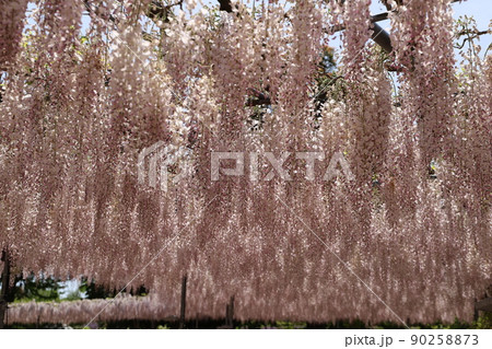 藤の花 藤の花 90258873