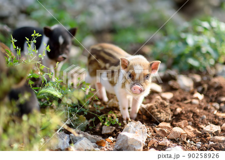 Funny little piglet breed of lop-bellied on a backyard of agricultural farm. Growing livestock is a traditional direction of agriculture. Funny little piglet breed of lop-bellied on a backyard of agricultural farm. Growing livestock is a traditional direction of agriculture. 90258926