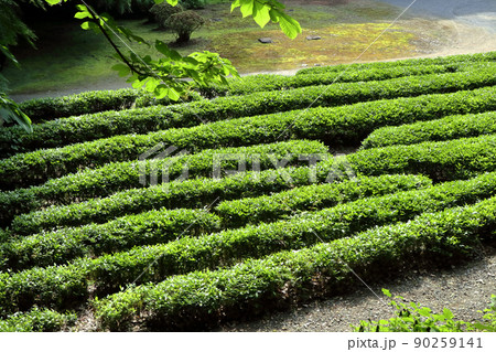 ロマンチック茨城（徳川光圀が清音寺に訪れた際この寺の茶に惚れ込んで歌を詠んだと云わる。）城里町清音寺 90259141