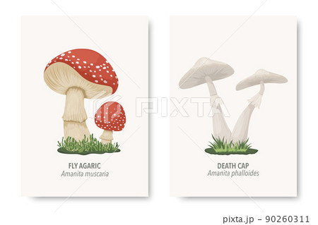 Vector Poisonous Inedible Mushrooms. Hand Drawn Cartoon Mushroom Set. Different Mushrooms Isolated on White. Fly Agaric, Amanita Muscaria, Death Cap, Amanita Phalloides Vector Poisonous Inedible Mushrooms. Hand Drawn Cartoon Mushroom Set. Different Mushrooms Isolated on White. Fly Agaric, Amanita Muscaria, Death Cap, Amanita Phalloides 90260311