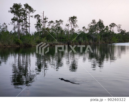 Alligator - Alligator mississippiensis - in Everglades National Park, Florida. Alligator - Alligator mississippiensis - in Everglades National Park, Florida. 90260322