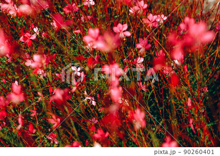 Oenothera lindheimeri, pink meadow flower field background. 90260401
