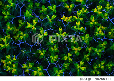 Close-up of Sarcopoterium plant in spring. Natural background. Close-up of Sarcopoterium plant in spring. Natural background. 90260411