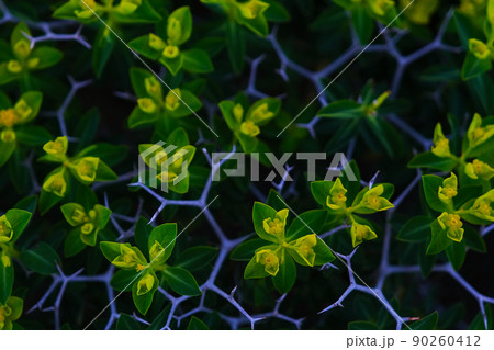 Close-up of Sarcopoterium plant in spring. Natural background. 90260412