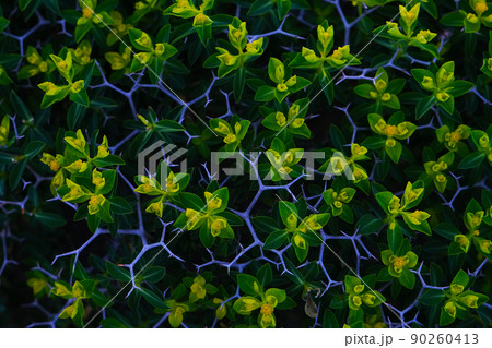 Close-up of Sarcopoterium plant in spring. Natural background. Close-up of Sarcopoterium plant in spring. Natural background. 90260413