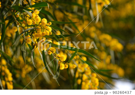 Beautiful yellow spring blossom of Acacia saligna. 90260437