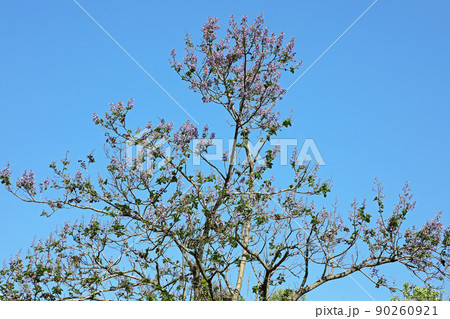 キリの木に若葉と花が開いた、青空に映えて美しい 福島県只見町 キリの木に若葉と花が開いた、青空に映えて美しい 福島県只見町 90260921