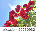 青空と赤いバラ（余白あり） 90260932
