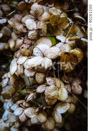 冬枯れの紫陽花の花 90261200
