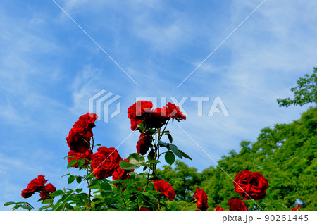 東京　代々木公園の雨上がりのバラ 90261445