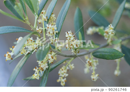 オリーブの花 オリーブの花 90261746