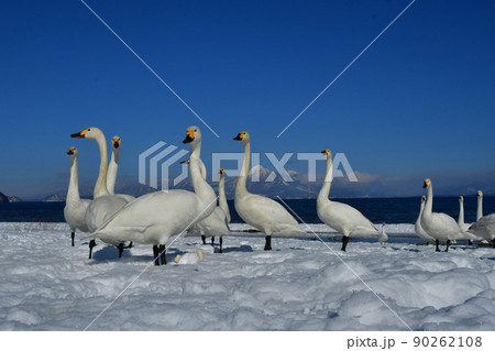 猪苗代湖の白鳥 90262108