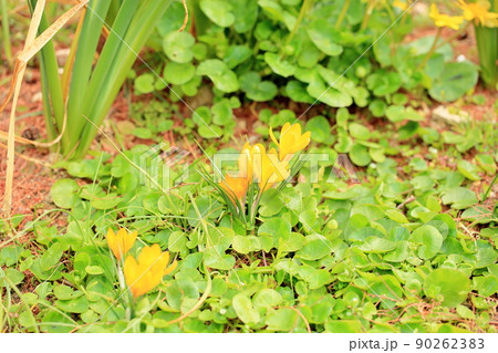 クロッカスの花 クロッカスの花 90262383