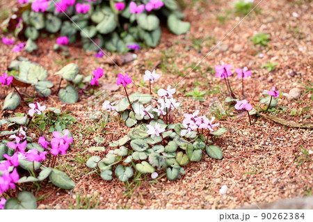 シクラメンの花 ヘデリフォリュウム シクラメンの花 ヘデリフォリュウム 90262384