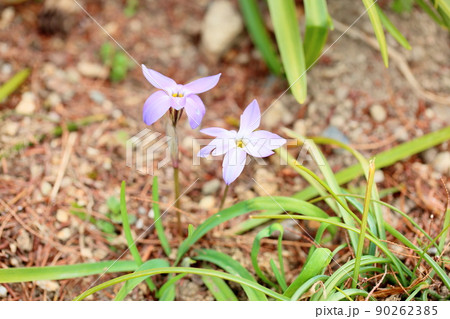 ハナニラの花 ハナニラの花 90262385