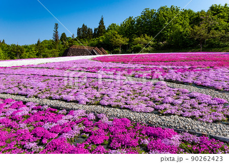 新潟県魚沼市・根小屋花と緑と雪の里の芝桜 新潟県魚沼市・根小屋花と緑と雪の里の芝桜 90262423